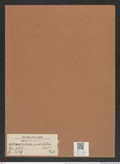 Actinoptychus undulatus (Bail.?) Ralfs. (de-Toni-Nr.: Genus 227, Species 5519) Zeichnungen Sammlung Grunow Mappe 05294 (Herbarium_W_Grunow_drawings_Folder_05294)